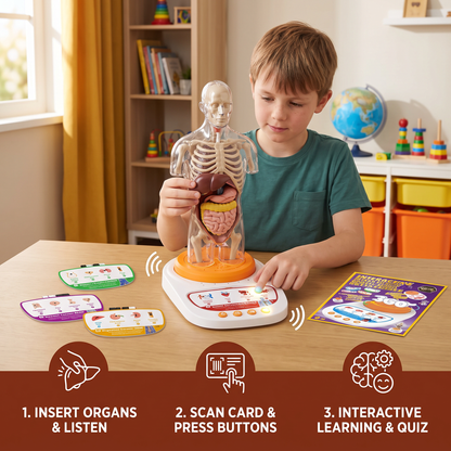 Interactive Talking Anatomical Model with Removable Organs & Audio-Guided Learning