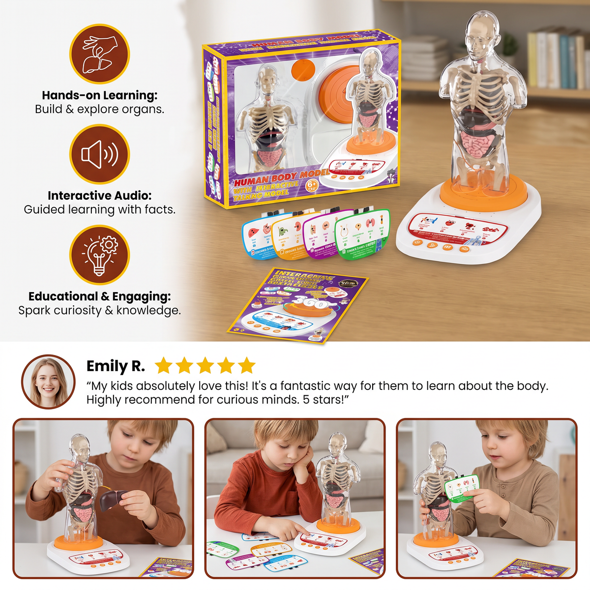 Interactive Talking Anatomical Model with Removable Organs & Audio-Guided Learning