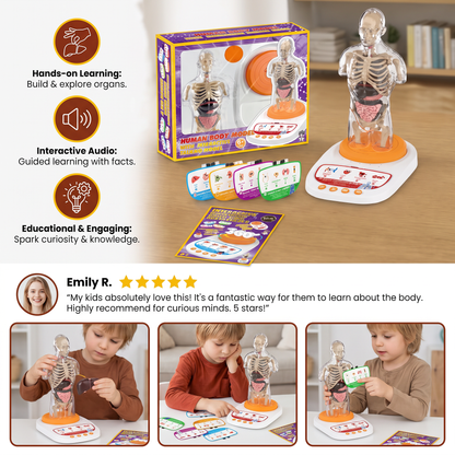 Interactive Talking Anatomical Model with Removable Organs & Audio-Guided Learning