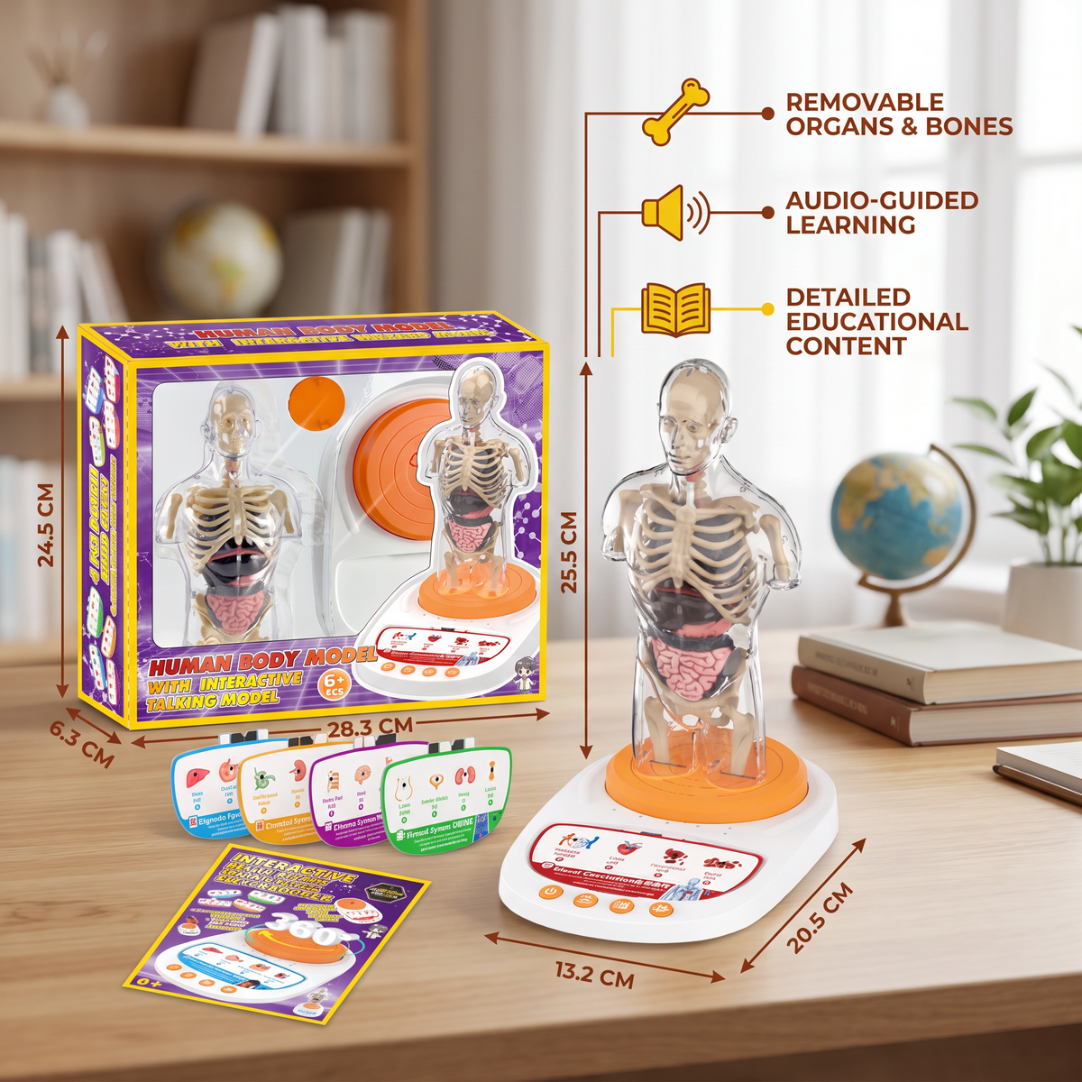Interactive Talking Anatomical Model with Removable Organs & Audio-Guided Learning