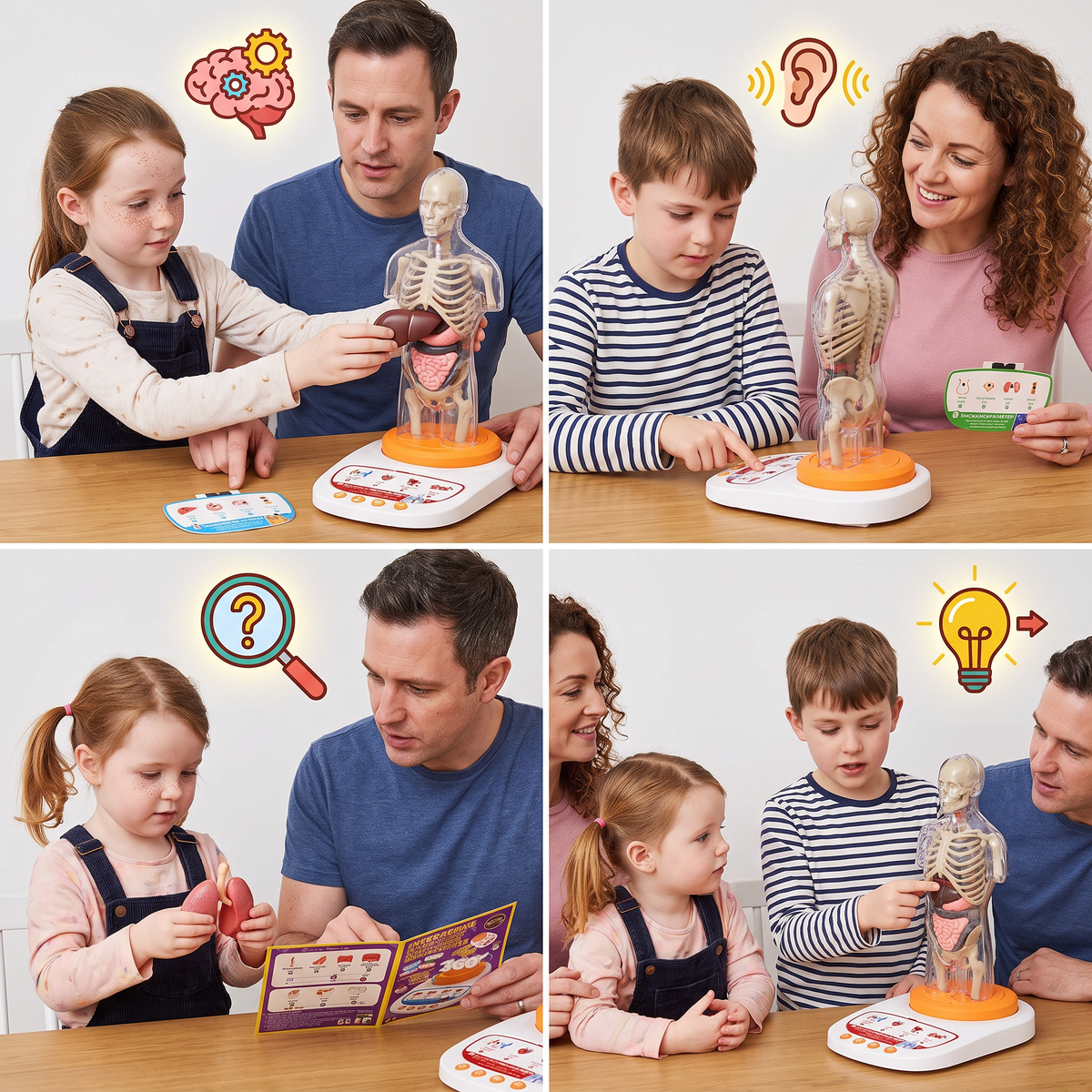 Interactive Talking Anatomical Model with Removable Organs & Audio-Guided Learning